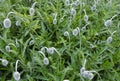 Green poppy buds on a background of green grass. Natural background Royalty Free Stock Photo