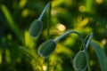 Green Poppy Buds In Morning Sunlight