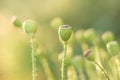 Green poppy buds with seeds on a natural background, flowers grow on summer fields Royalty Free Stock Photo