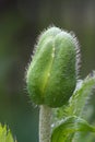 Green poppy head Royalty Free Stock Photo