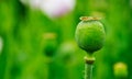 Green poppy head