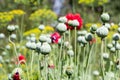 Green poppy head in garden Royalty Free Stock Photo