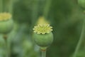 Green poppy head growing in field, closeup Royalty Free Stock Photo