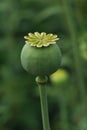 Green poppy head growing in field, closeup Royalty Free Stock Photo