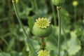 Green poppy head growing in field, closeup Royalty Free Stock Photo