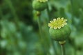Green poppy head growing in field, closeup. Space for text Royalty Free Stock Photo