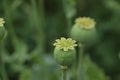 Green poppy head growing in field, closeup Royalty Free Stock Photo