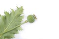 Green poppy head and leaf Royalty Free Stock Photo