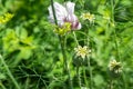 Green poppy head in the meadow Royalty Free Stock Photo