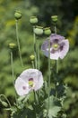 Green poppy heads grow in a field. Opium poppy, purple poppy flower blossoms Papaver somniferum Royalty Free Stock Photo