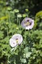 Green poppy heads grow in a field. Opium poppy, purple poppy flower blossoms Papaver somniferum Royalty Free Stock Photo