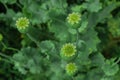 Green poppy heads growing in field, above view Royalty Free Stock Photo
