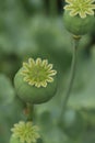 Green poppy heads growing in field, closeup Royalty Free Stock Photo