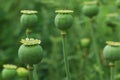 Green poppy heads growing in field, closeup Royalty Free Stock Photo