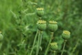 Green poppy heads growing in field, closeup. Space for text Royalty Free Stock Photo