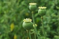 Green poppy heads growing in field, closeup. Space for text Royalty Free Stock Photo