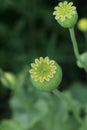 Green poppy heads growing in field, above view Royalty Free Stock Photo