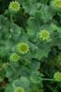 Green poppy heads growing in field, top view Royalty Free Stock Photo