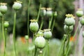 Green poppy heads growing in the garden,opium poppy Royalty Free Stock Photo