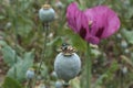 Green poppy heads of Opium Poppy Papaver Somniferum with blow fly Lucilia Caesar sittin on the one in front