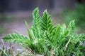 Green poppy leaves sprout sprouted in spring in the garden. Royalty Free Stock Photo