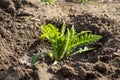 Green poppy leaves sprout sprouted in spring in the garden. Royalty Free Stock Photo