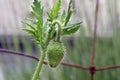 Green Poppy Pod with Leaf Cluster Royalty Free Stock Photo