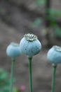 Green poppy pods