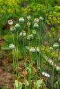 Green poppy pods in the garden Royalty Free Stock Photo