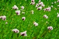 Green poppy seeds field