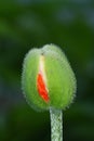 Green poppyhead Royalty Free Stock Photo