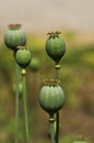 Green poppyhead Royalty Free Stock Photo