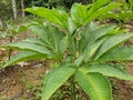 Porang plant Amorphophallus also known as konjac elephant yam konjak, Konjaku, Konnyaku Potato, devil tongue, voodoo lily Royalty Free Stock Photo