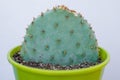 Green pot of Opuntia Aciculata cactus