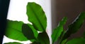 Green pot plant leaves under sunlight against blurry window Royalty Free Stock Photo