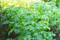 Green potato bushes on bed on sunny day. Beginning of ripening of crop. Growing vegetables in garden