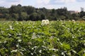 Green potato bushes blooming white on the plantation. Maturation of the future harvest. Agrarian sector of the agricultural indust