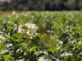 Green potato bushes blooming white on the plantation. Maturation of the future harvest. Agrarian sector of the agricultural indust