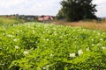 Green potato bushes blooming white on the plantation. Maturation of the future harvest. Agrarian sector of the agricultural indust