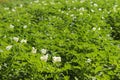 Green potato bushes blooming white on the plantation. Maturation of the future harvest. Agrarian sector of the agricultural indust