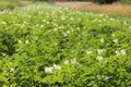 Green potato bushes blooming white on the plantation. Maturation of the future harvest. Agrarian sector of the agricultural indust
