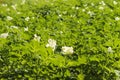 Green potato bushes blooming white on the plantation. Maturation of the future harvest. Agrarian sector of the agricultural indust