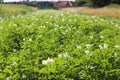 Green potato bushes blooming white on the plantation. Maturation of the future harvest. Agrarian sector of the agricultural indust