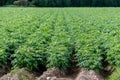 Green potato field with plants in straight rows Royalty Free Stock Photo