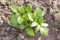 Green potato leaves