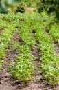 Green potato plant . Royalty Free Stock Photo