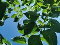 green potato plant