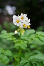 Green potato plant. Leaf of vegetable. Royalty Free Stock Photo