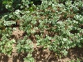 Green potato plant. Leaf of vegetable. Organic food agriculture in garden, field or farm. Growth of crop. Rural nature in summer. Royalty Free Stock Photo