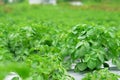 Green potato plant, Leaf of vegetable, Organic food agriculture in garden, field or farm, natural outdoor background. Royalty Free Stock Photo